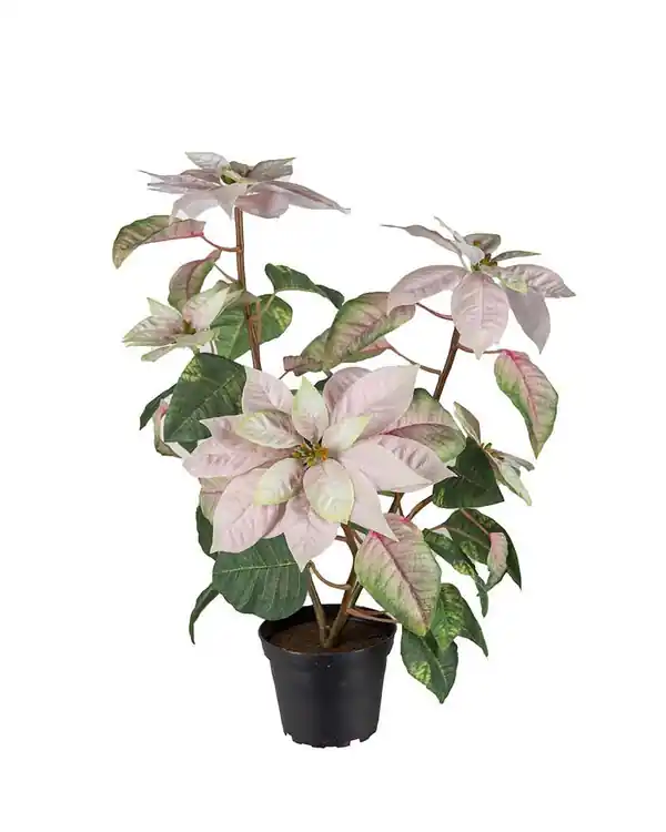 Kunstpflanze Herbststern Online Kaufen