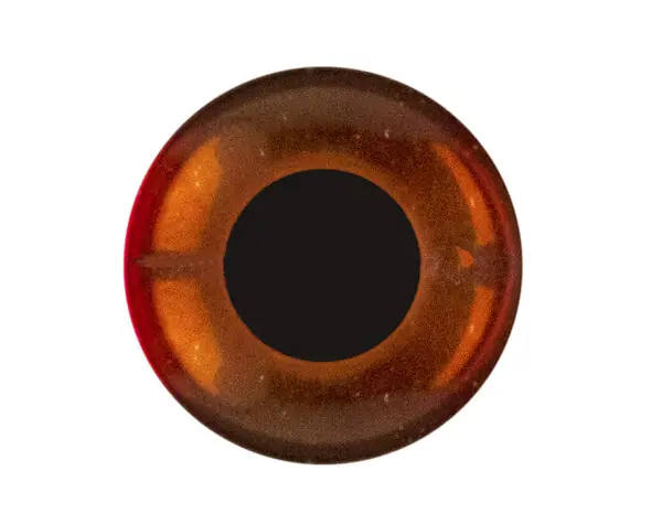 Knopf Auge Direktkauf