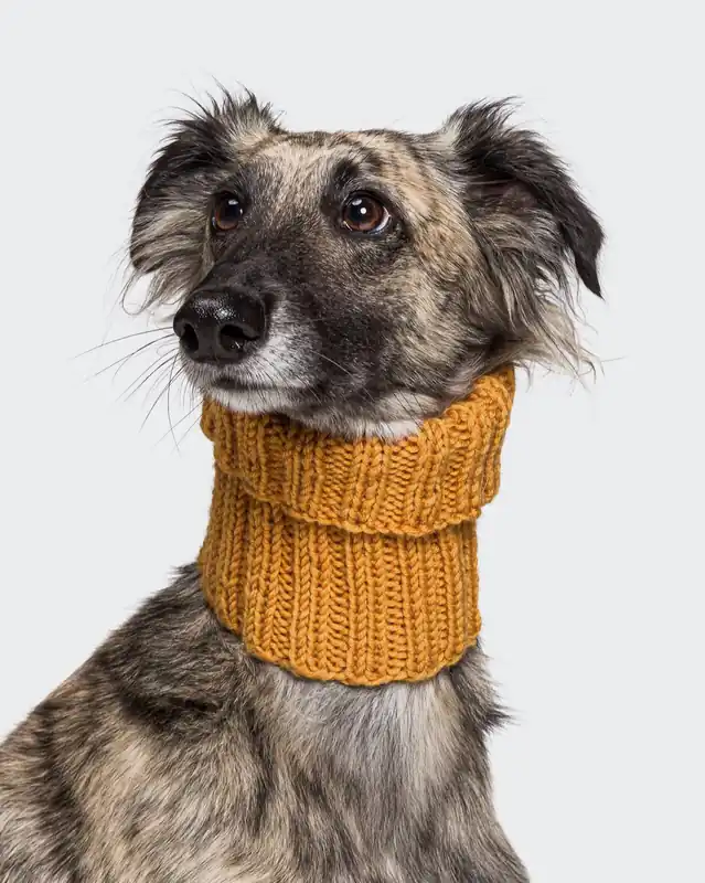 Zertifiziert Hundeloop aus Bingo