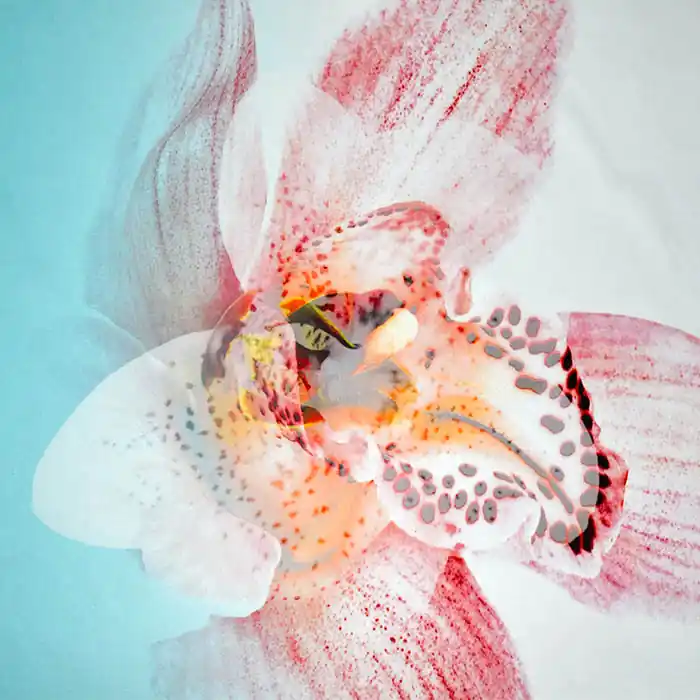 Satin, Baumwolle, floral, 25384-13 Weltweiter Versand