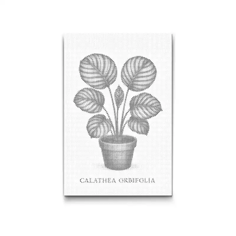 Punktmalerei – Calathea orbifolia Preisknaller