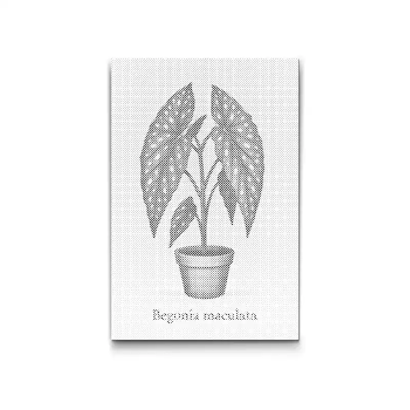 Punktmalerei – Forellen-Begonie (Begonia maculata) Heute Kaufen